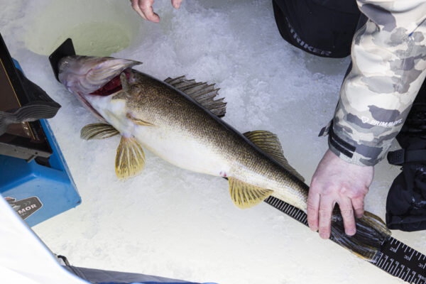 Otter Bump Board 32IN - Image 4